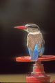 South Kruger National Park Brown-Hooded Kingfisher Poster Print