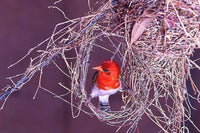 South Kruger NP Redheaded Weaver Bird Nest Poster Print