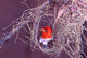 South Kruger NP Redheaded Weaver Bird Nest Poster Print