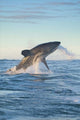 Cape Town Great White Shark Moves to Strike a Seal Poster Print