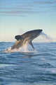 Cape Town great white shark striking a seal poster print by Jaynes Gallery