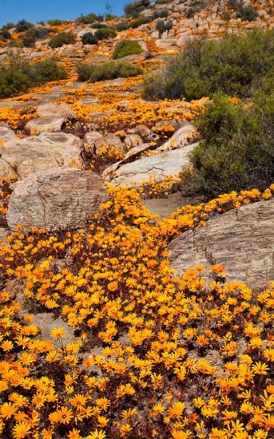 South Namaqualand Orange Wildflower Blossoms Poster Print