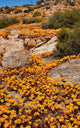 South Namaqualand Orange Wildflower Blossoms Poster Print