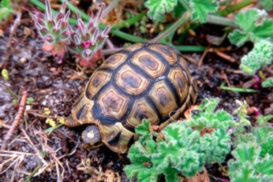 Angulate Tortoise in Flowers poster print by Claudia Adams