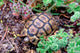 Angulate Tortoise in Flowers poster print by Claudia Adams
