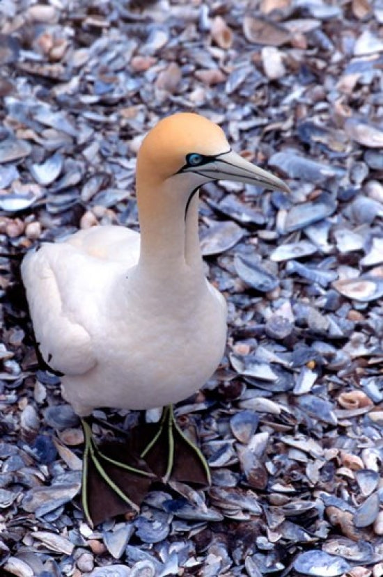 Cape Gannet on the Coast Poster Print by Claudia Adams featuring a seabird against the ocean.
