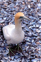 Cape Gannet on the Coast Poster Print by Claudia Adams featuring a seabird against the ocean.