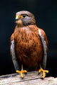 Rock Kestrel Portrait Poster Print by Claudia Adams featuring vibrant colors and intricate details.