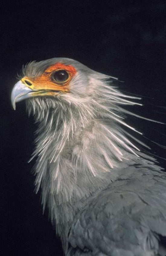 Secratarybird fine art print by Claudia Adams showcasing a South African bird.