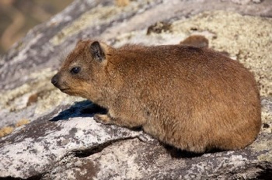 Rock Hyrax wildlife poster print from Cape Town, South Africa by Cindy Miller Hopkins.