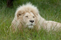 African lion poster print by Cindy Miller Hopkins from Inkwenkwezi Private Game Reserve, South Africa.