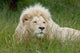Inkwenkwezi Private Game Reserve African Lion Poster Print by Cindy Miller Hopkins