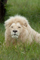 Inkwenkwezi Private Game Reserve Lion Poster Print by Cindy Miller Hopkins