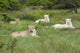 Unique pride of cream colored African lions poster print by Cindy Miller Hopkins.