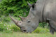 South Africa African White Rhino Poster Print by Cindy Miller Hopkins.