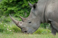 African White Rhino Game Reserve Poster Print by Cindy Miller Hopkins