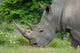 African White Rhino Game Reserve Poster Print by Cindy Miller Hopkins