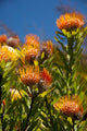 Cape Town orange pincushion flowers poster print by Cindy Miller Hopkins.