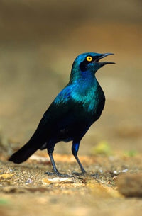 Greater Blue Eared Starling Bird Poster Print by David Slater