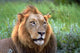 Male Lion in Kruger National Park Poster Print by David Wall
