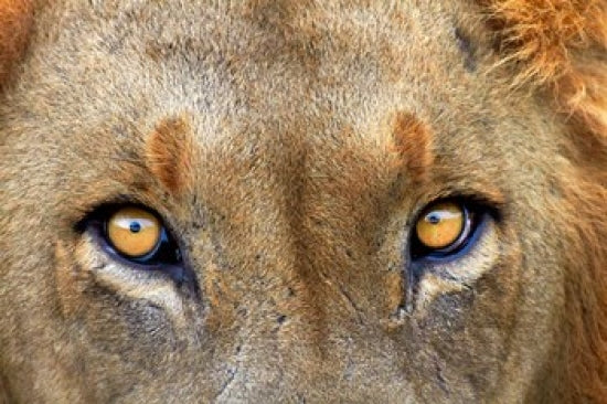 Close-up of male lion in Kruger National Park, South Africa poster print by David Wall.