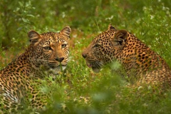Leopards in Kruger National Park Poster Print by David Wall, showcasing wildlife art.