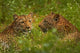 Leopards in Kruger National Park Poster Print by David Wall, showcasing wildlife art.