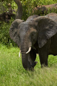 Elephant in Kruger National Park, South Africa poster print by David Wall