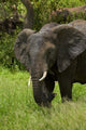 Elephant in Kruger National Park, South Africa poster print by David Wall