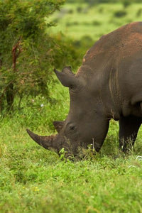 Southern White Rhinoceros Poster Print by David Wall