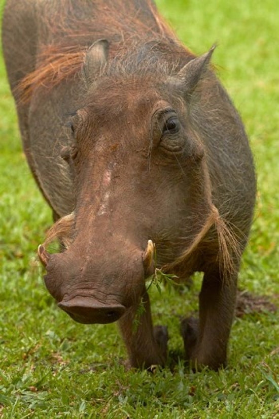 Warthog Fine Art Print from Kruger National Park by David Wall