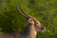 Male Waterbuck in Kruger National Park Poster Print by David Wall