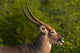 Male Waterbuck in Kruger National Park Poster Print by David Wall