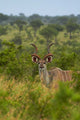 Male Greater Kudu in Kruger National Park Art Print