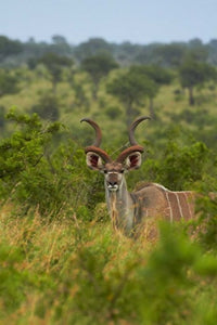 Male Greater Kudu Poster Print by David Wall, showcasing the beauty of African wildlife.
