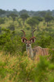 Male Greater Kudu Poster Print by David Wall, showcasing the beauty of African wildlife.