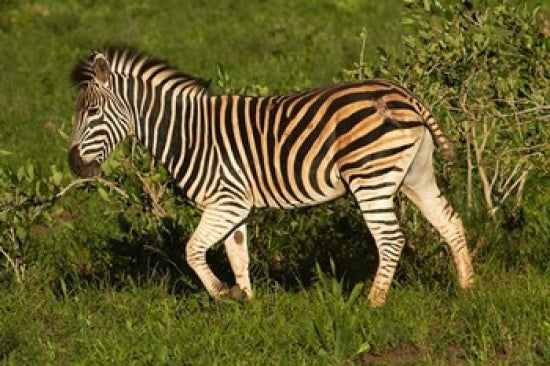 Burchell's Zebra Poster Print showcasing wildlife in Kruger National Park, South Africa.