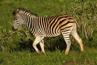 Burchell's Zebra Poster Print showcasing wildlife in Kruger National Park, South Africa.