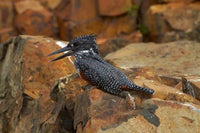 Giant Kingfisher poster print by David Wall showcasing vibrant colors and intricate details.