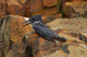 Giant Kingfisher poster print by David Wall showcasing vibrant colors and intricate details.