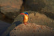 Malachite Kingfisher Alcedo cristata poster print by David Wall