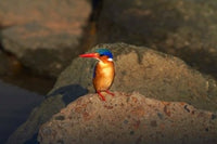 Malachite Kingfisher art print by David Wall featuring vibrant colors and details.