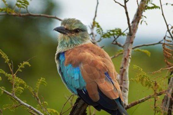 European Roller Bird Poster Print by David Wall showcasing vibrant colors.