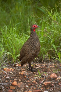 Swainson's Spurfowl Poster Print by David Wall, depicting a bird in Kruger National Park, South Africa.