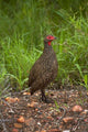Swainson's Spurfowl Poster Print by David Wall, depicting a bird in Kruger National Park, South Africa.
