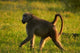 Chacma baboon in Kruger National Park, South Africa poster print by David Wall