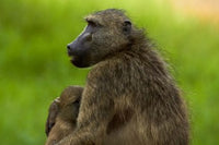 Chacma Baboon and Baby Poster Print by David Wall showcasing wildlife in Kruger National Park, South Africa.