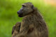 Chacma Baboon and Baby Poster Print by David Wall showcasing wildlife in Kruger National Park, South Africa.
