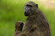 Chacma baboon and baby poster print by David Wall, wildlife art.