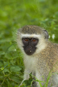 Vervet Monkey Poster Print - Chlorocebus pygerythrus in Kruger National Park